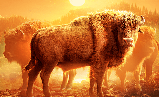 Buffalo Win Demo Grátis | Slot Demo PG Soft Sem Cadastro